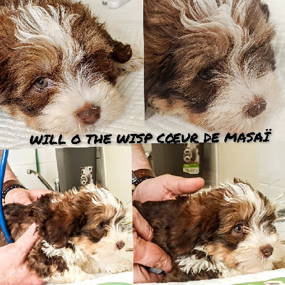 WILL O THE WISP