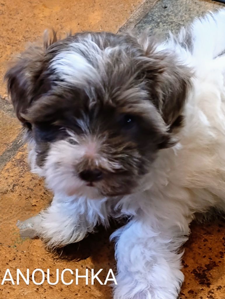 Coeur de masaï - Chiots disponibles - Bichon Havanais