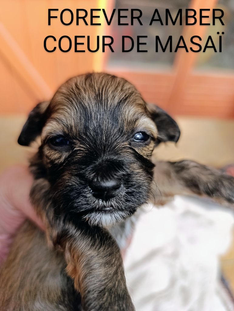 Coeur de masaï - Chiots disponibles - Bichon Havanais