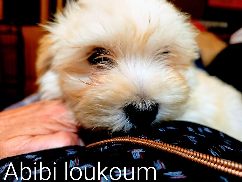 Coeur De Masai - Chiots disponibles - Bichon Havanais