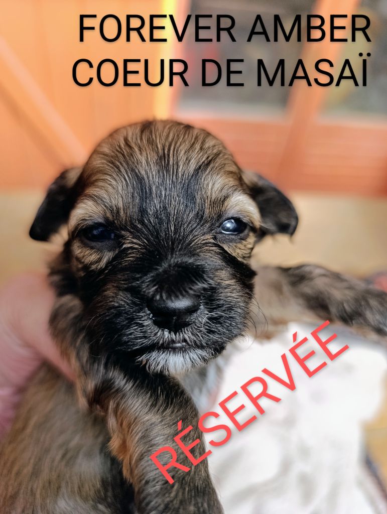 Coeur De Masai - Chiots disponibles - Bichon Havanais