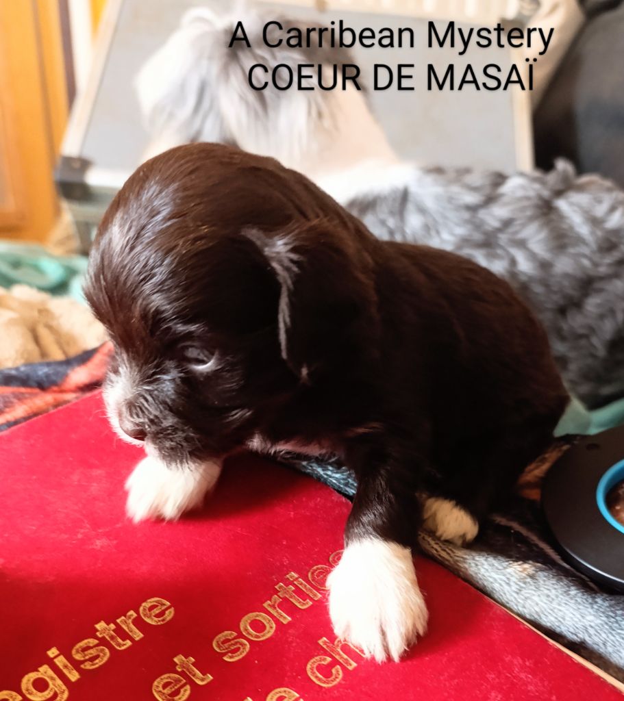 Coeur De Masai - Chiots disponibles - Bichon Havanais