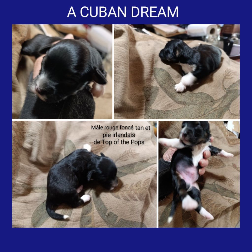 Coeur de masaï - Chiots disponibles - Bichon Havanais