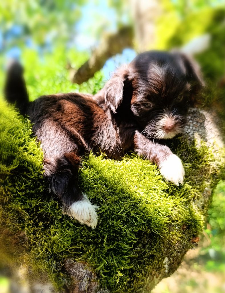Coeur De Masai - Chiots disponibles - Bichon Havanais