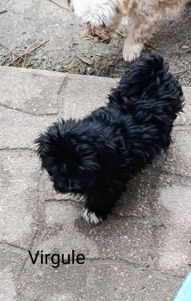 Coeur de masaï - Chiots disponibles - Bichon Havanais