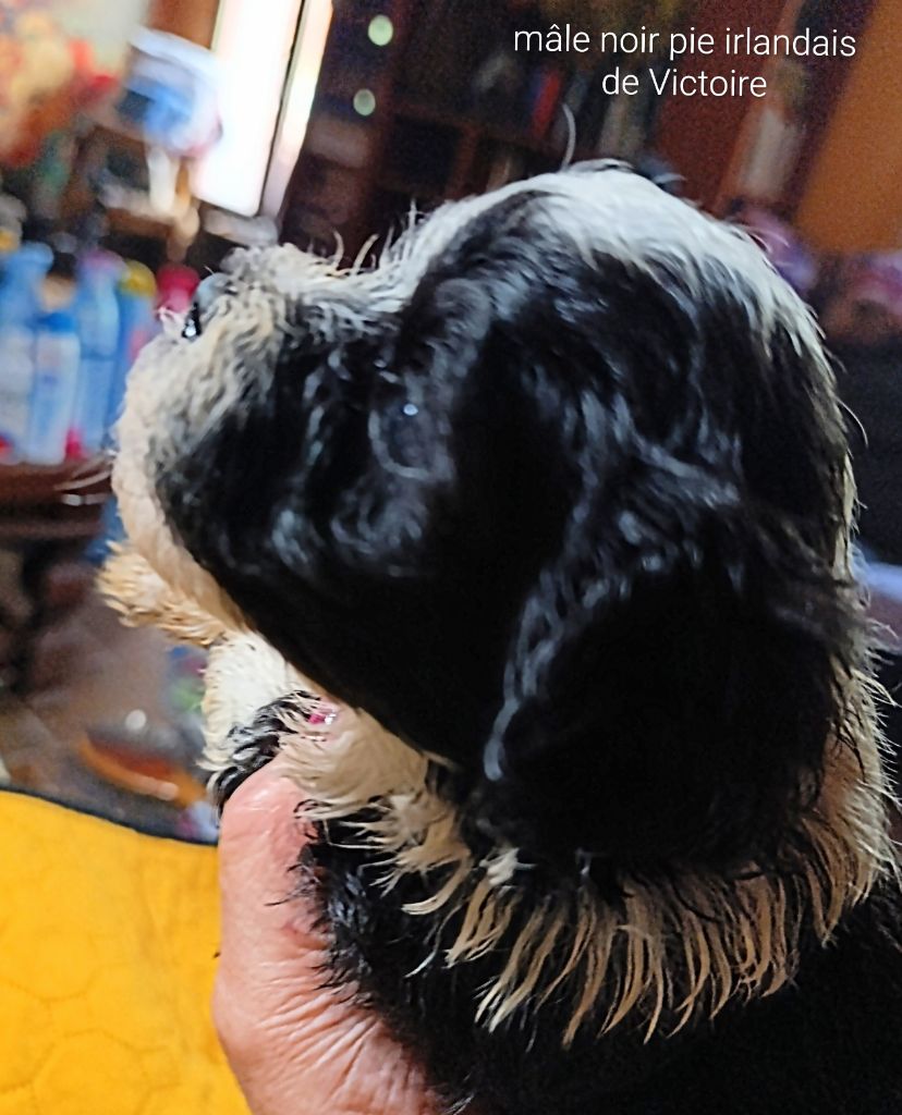 Coeur De Masai - Chiots disponibles - Bichon Havanais