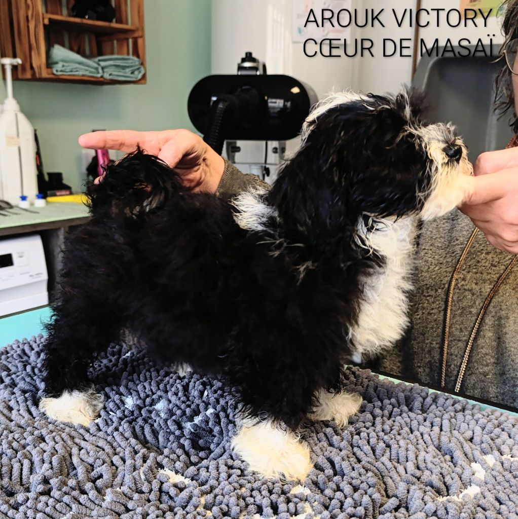 Coeur De Masai - Chiots disponibles - Bichon Havanais