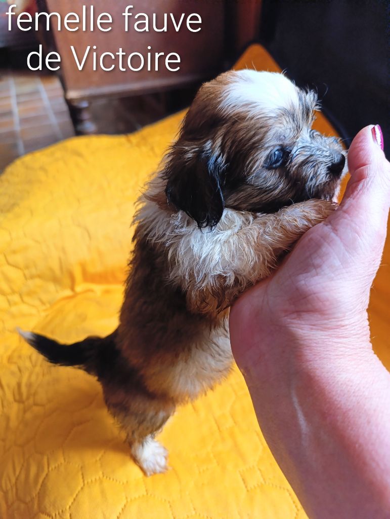 Coeur De Masai - Chiots disponibles - Bichon Havanais
