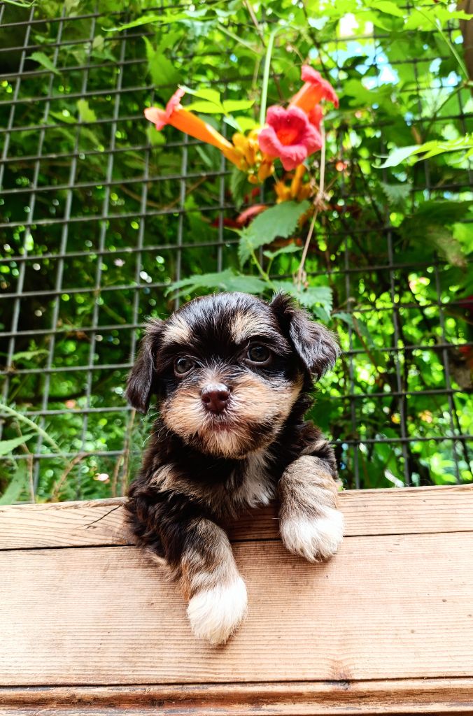 Coeur De Masai - Chiots disponibles - Bichon Havanais