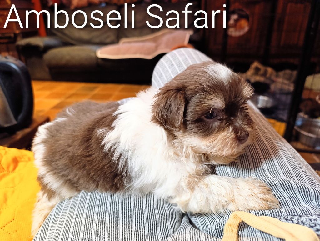 Coeur De Masai - Chiots disponibles - Bichon Havanais