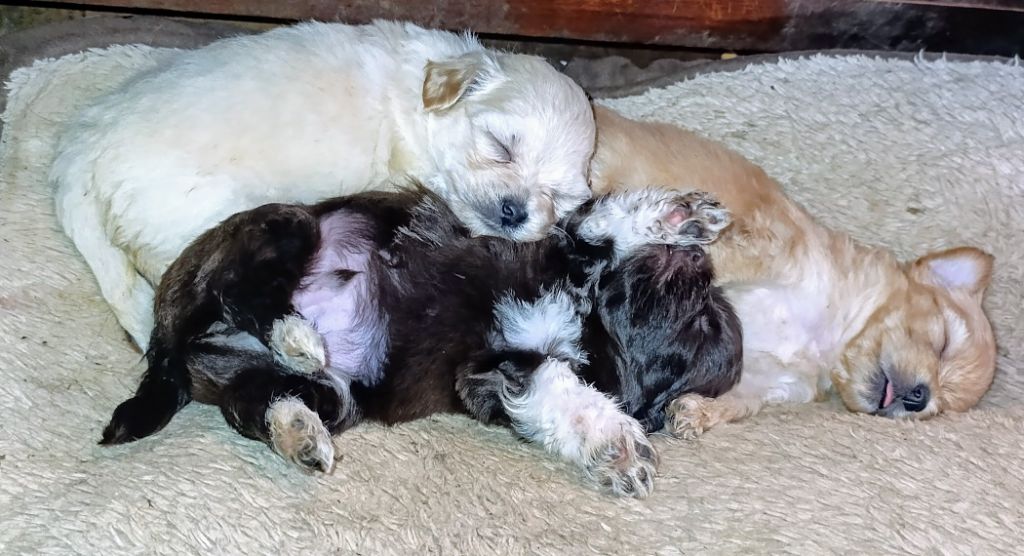 Coeur De Masai - Chiots disponibles - Bichon Havanais