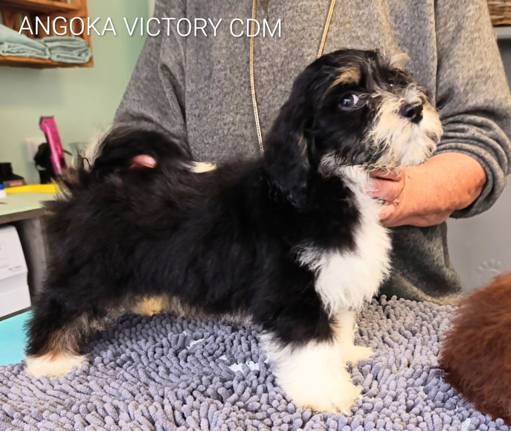 Coeur De Masai - Chiots disponibles - Bichon Havanais