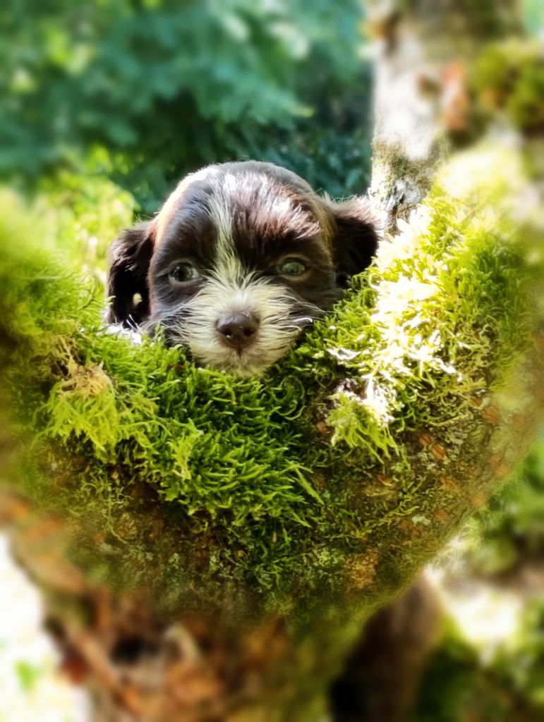 Coeur De Masai - Chiots disponibles - Bichon Havanais