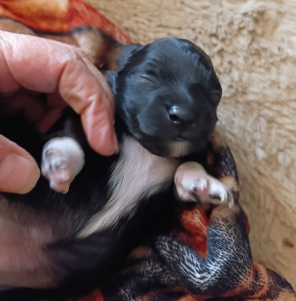 Coeur de masaï - Chiots disponibles - Bichon Havanais