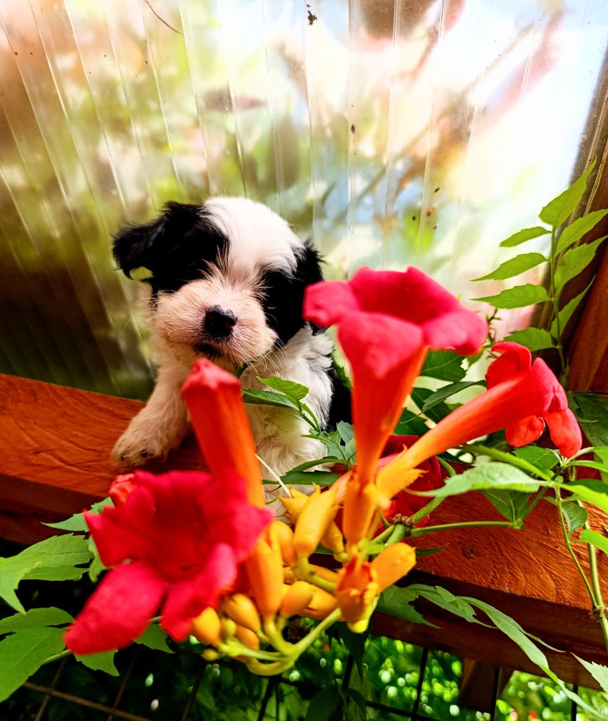 Coeur De Masai - Chiots disponibles - Bichon Havanais