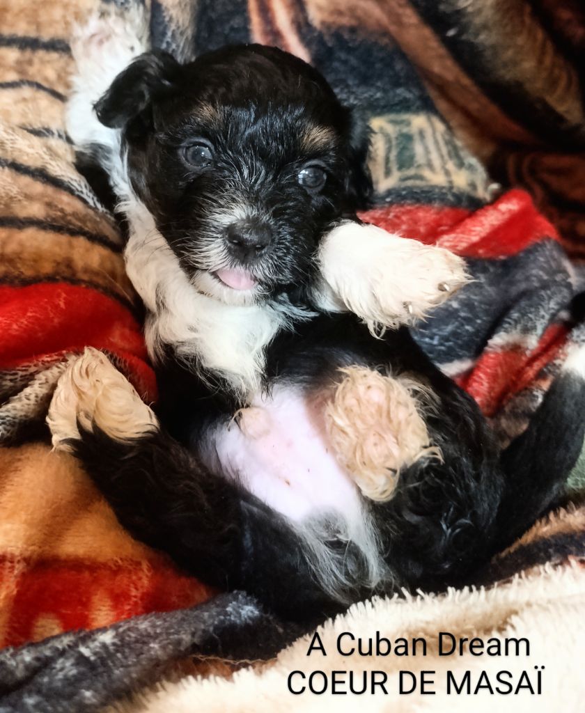 Coeur De Masai - Chiots disponibles - Bichon Havanais